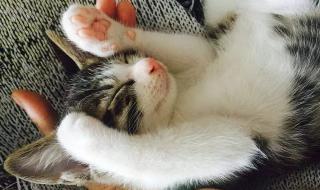 猫咪闻到臭脚为什么要张嘴