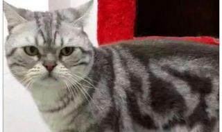 猫咪闻到臭脚为什么要张嘴